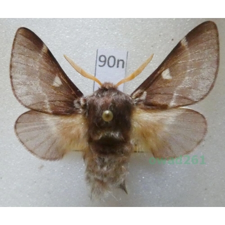 Eriogaster lanestris (Linnaeus, 1758) male Czech90n
